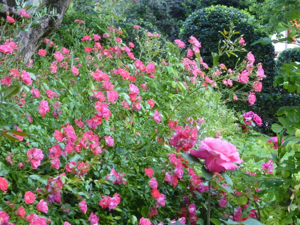 B&B Villa Dei Pini Domegliara 外观 照片